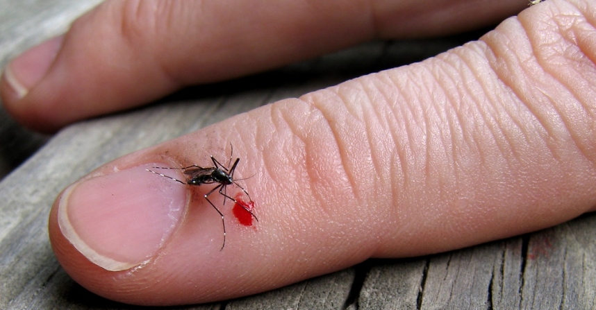 5 Gründe für Mückenstiche: Was lockt Mücken wirklich an?